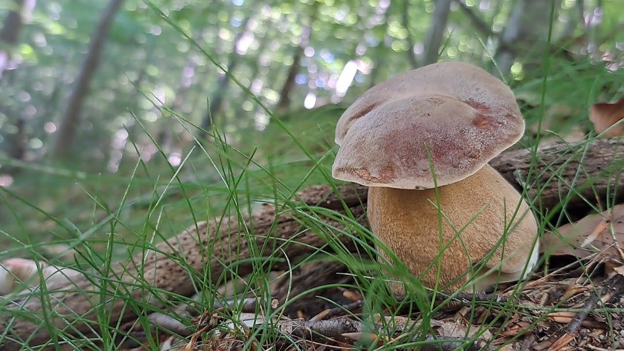 I porcini del muschio - Nel bosco col MIX