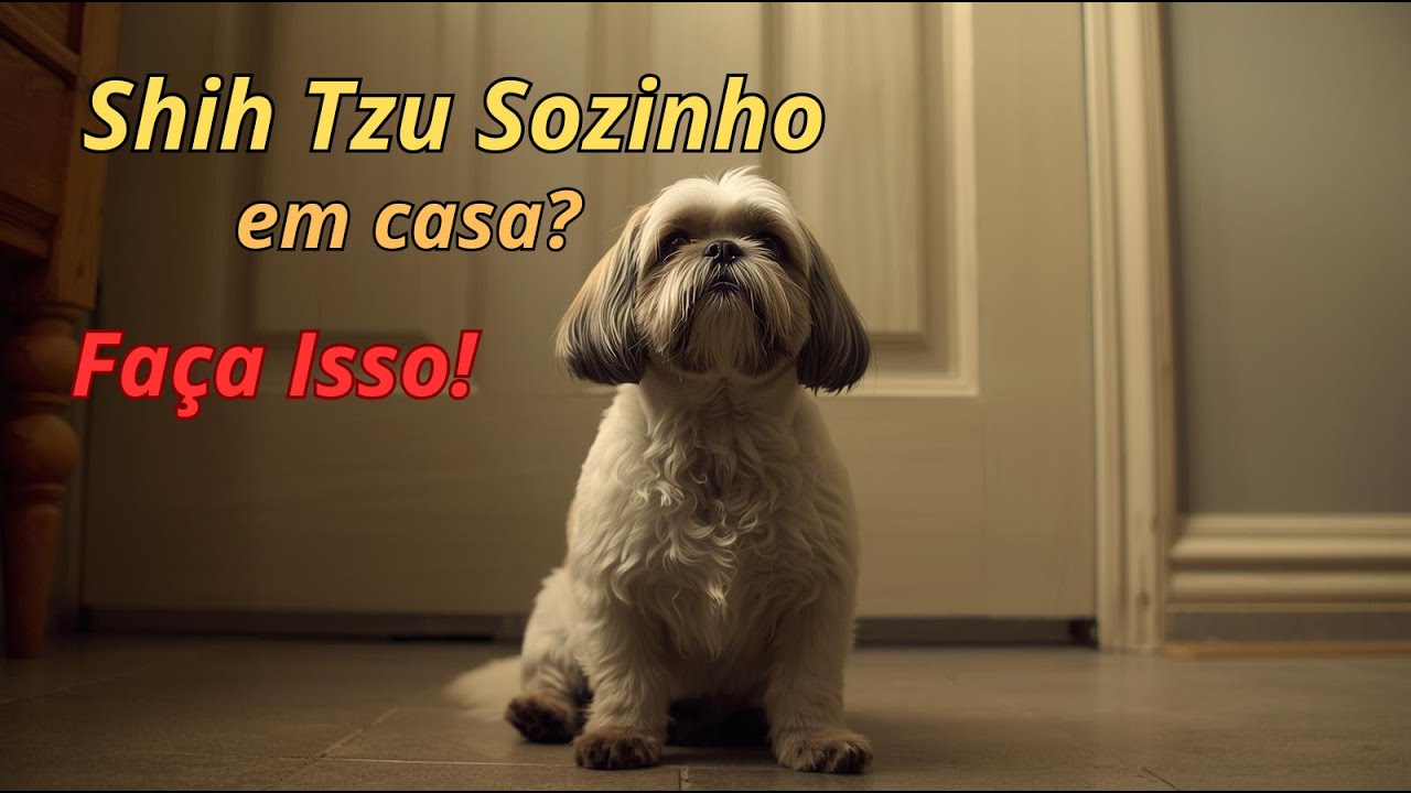 Shih Tzu sozinho em casa? Como ajudar seu c&atilde;o a ficar mais calmo