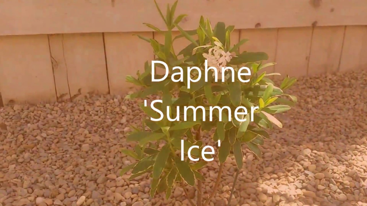 Daphne 