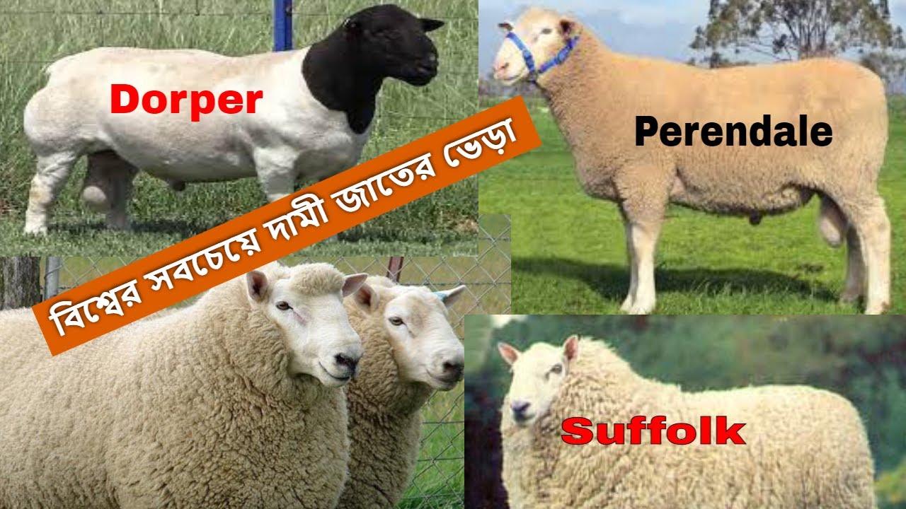 বিশ্বের সবচেয়ে বড় ও দামী জাতের ভেড়া এখন বাংলাদেশে | Suffolk sheep | Perendale Sheep | Dorper Sheep
