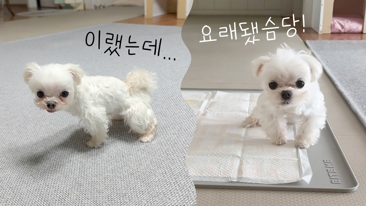 보호소 출신 강아지는 배변교육이 어렵다구요?