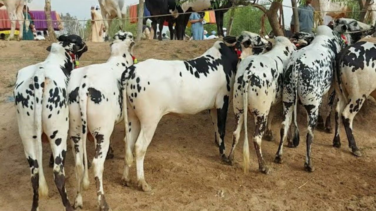Domail mandi#cattlemarket@umar cattle 3rd video in mandi 04-06-2021