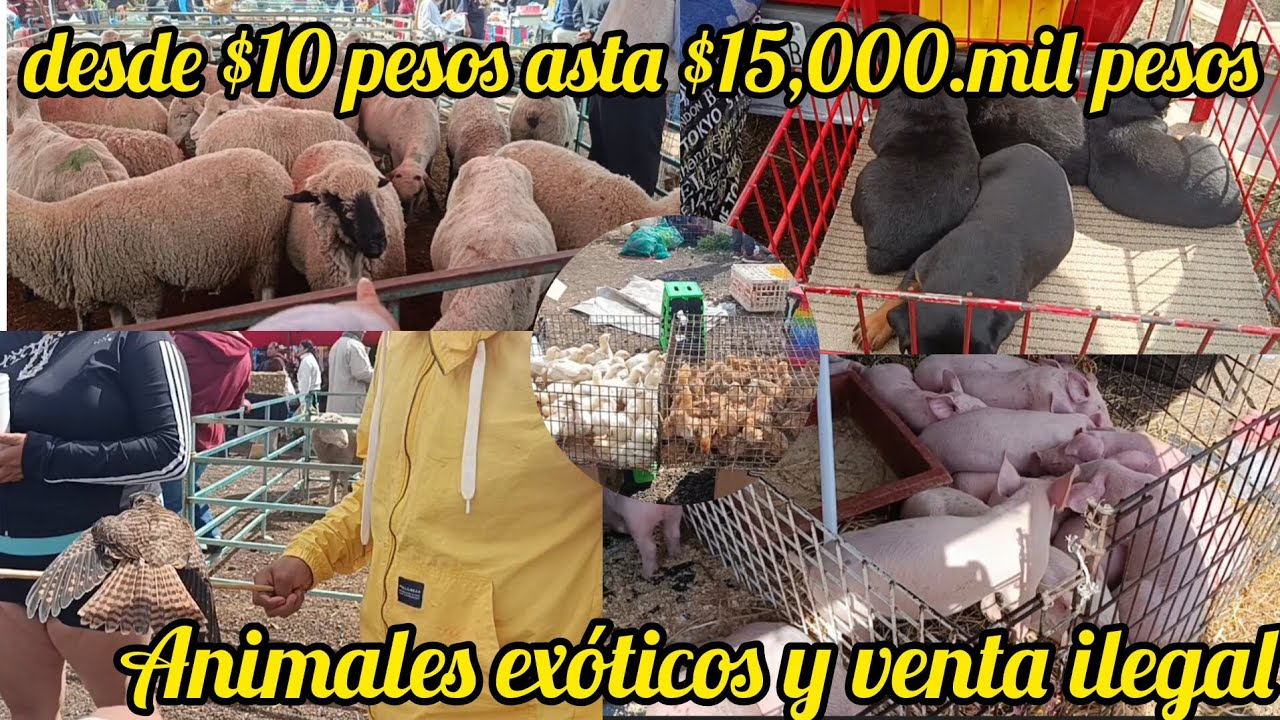 Tianguis de animales💲💲vacas, borregos, cerdos y muchos mas. #tianguisdeanimales #ventadeanimales  