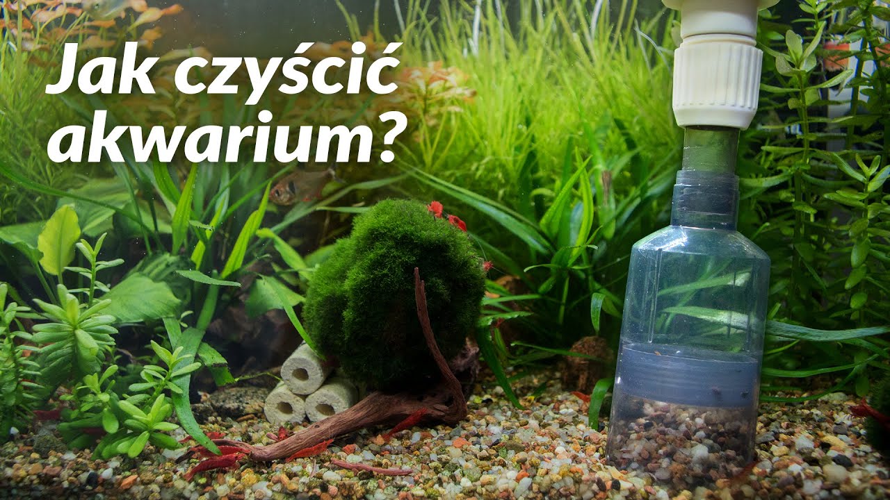 Jak czyścić akwarium.