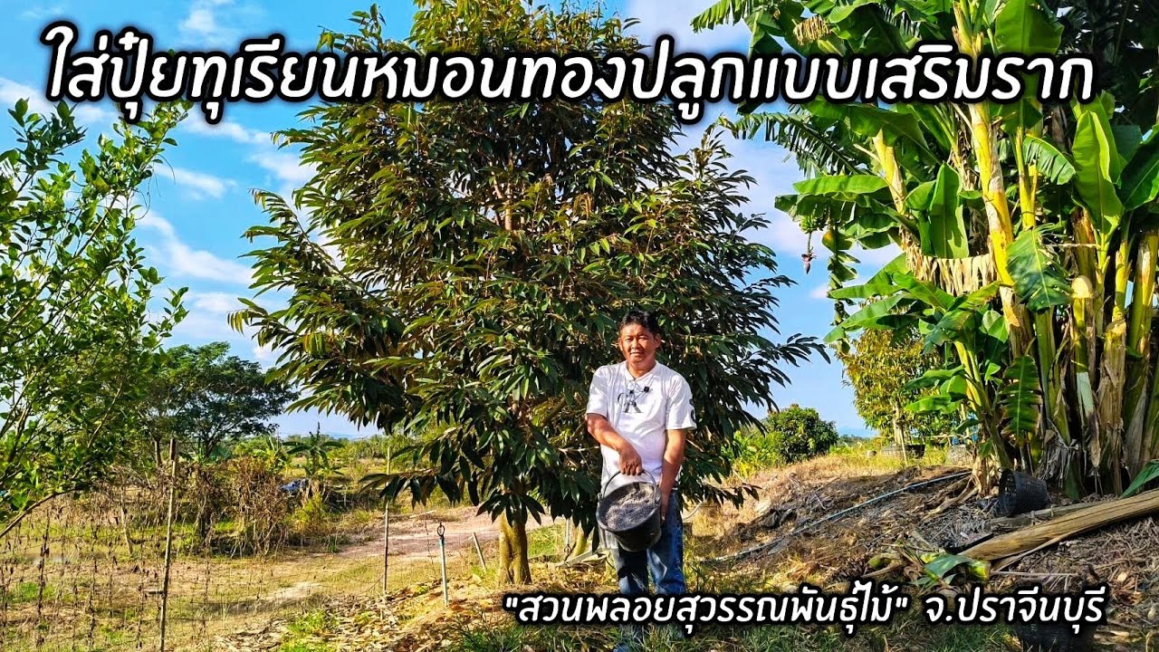 ใส่ปุ๋ยทุเรียนหมอนทองปลูกแบบเสริมราก 