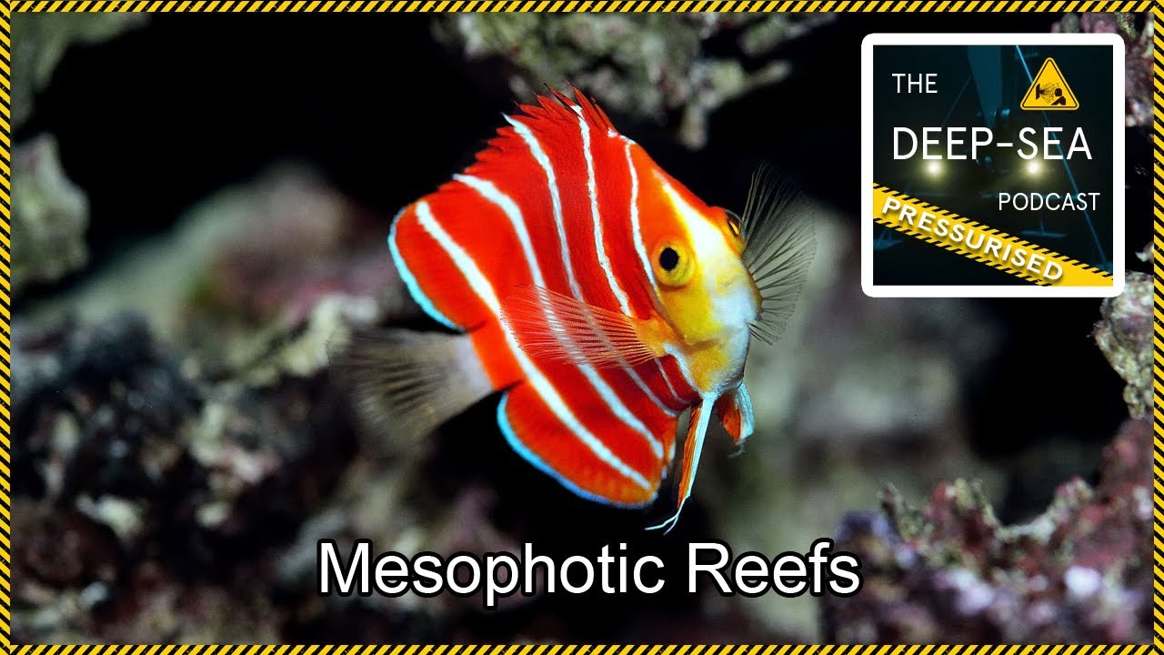 PRESSURISED: 060 &ndash; Mesophotic Reefs with Yi-Kai Tea