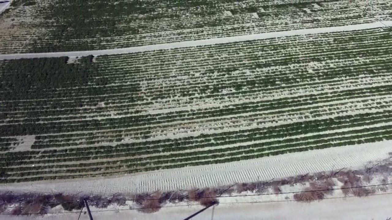 Campos de Melocotoneros en Cieza desde el Aire
