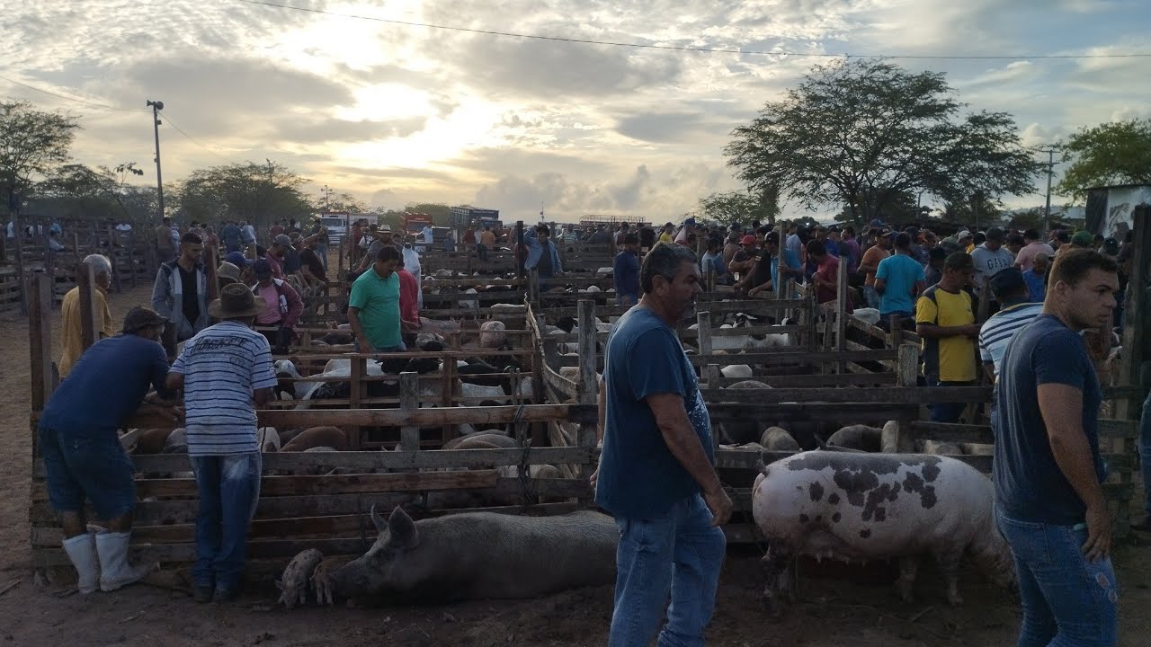 Promoção de carnaval na feira de gado em Caruaru..porco a partir de....