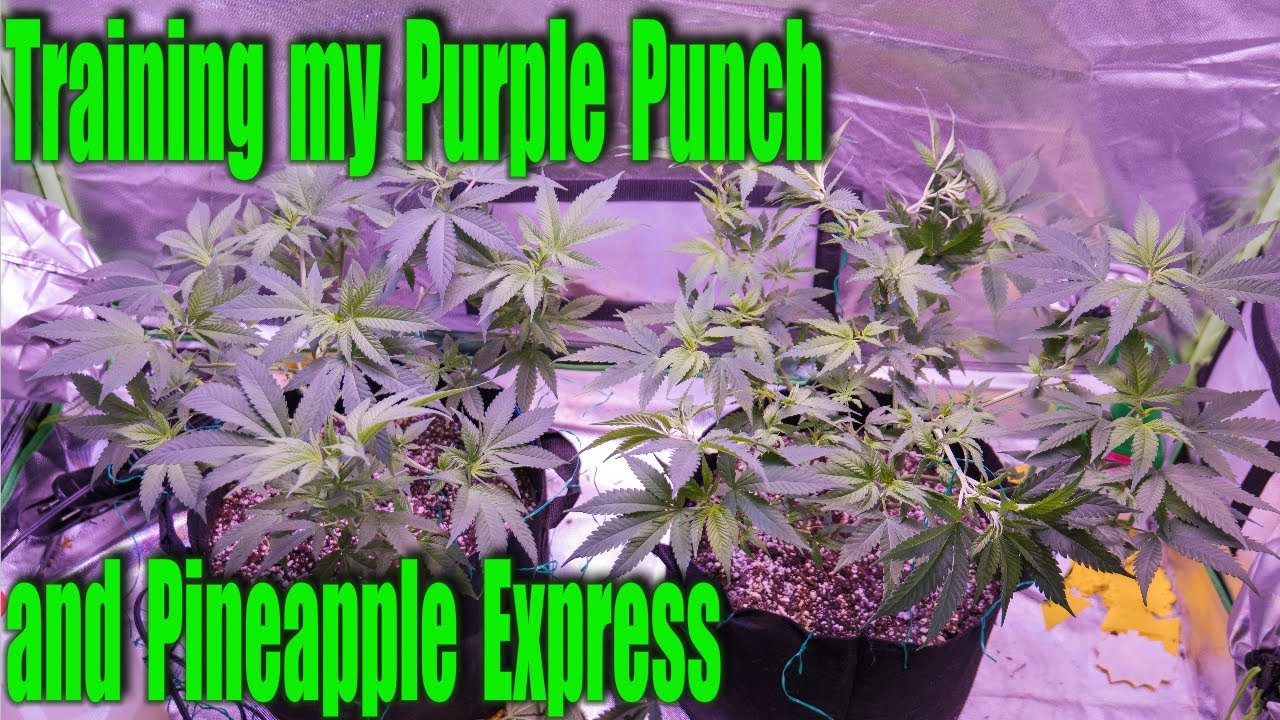 Training my Purple Punch and Pineapple Express