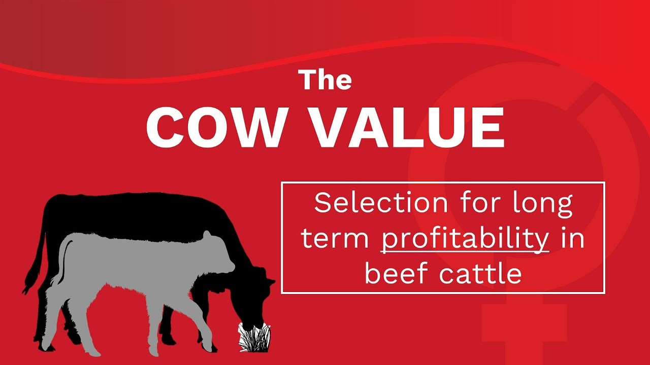 The SA Stud Book Logix Cow Value explained
