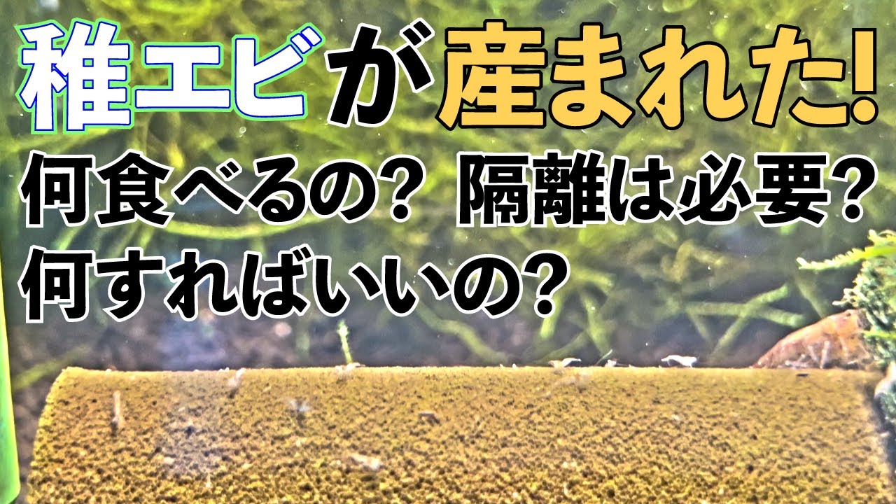 ミナミヌマエビの稚エビが誕生！餌は？隔離は？ご説明します