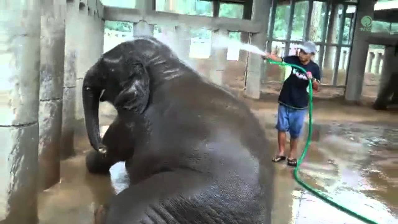 Baby Elephant Navann bath time with his mahout - ElephantNews