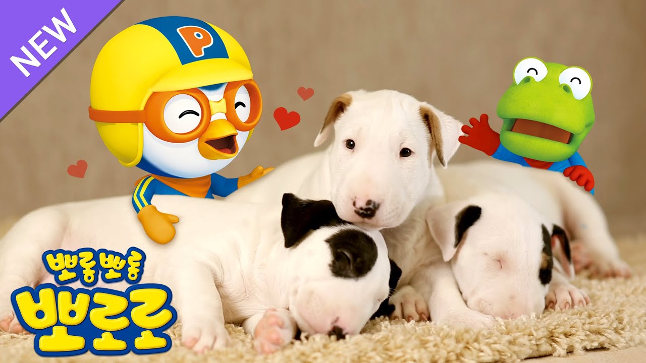 [4K] 뽀로로와 동물친구들 🐶강아지차차🐶 | 뽀로로와노래해요 | 뽀로로 동물동요