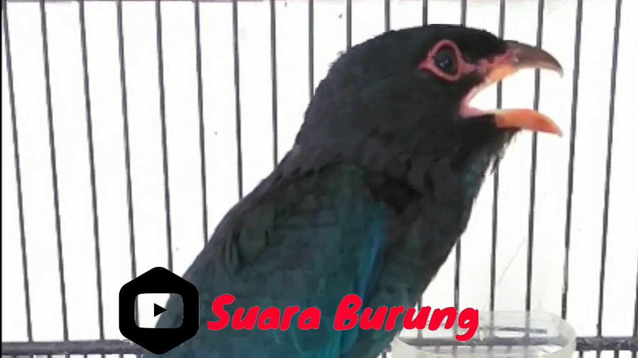 1 Jam - Masteran Tengkek buto Gacor Suara Jernih Durasi Panjang