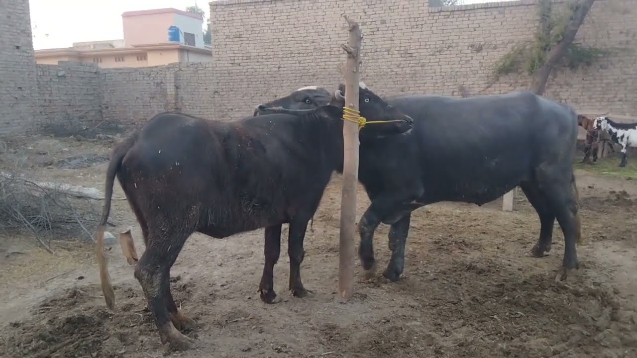 Small Buffalo Bull Meeting // Bull Runs Towards Buffalo 
