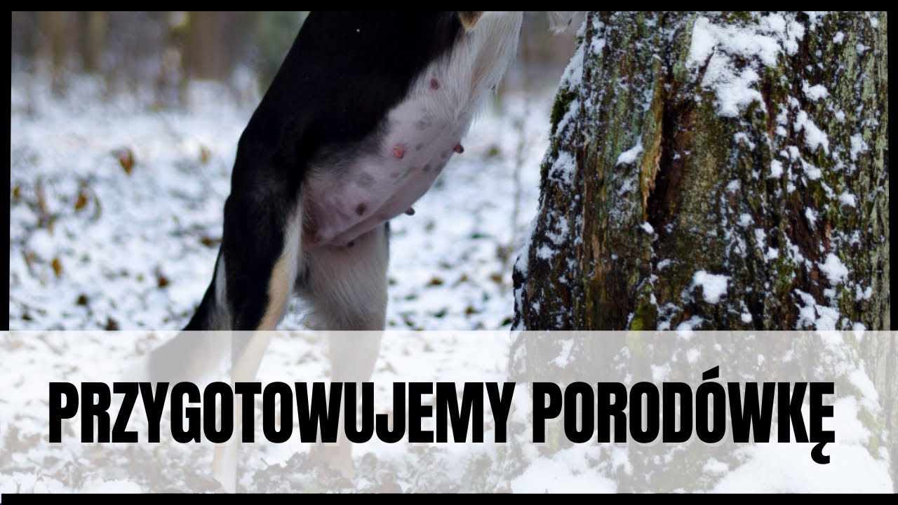 Przygotowujemy porod&oacute;wkę