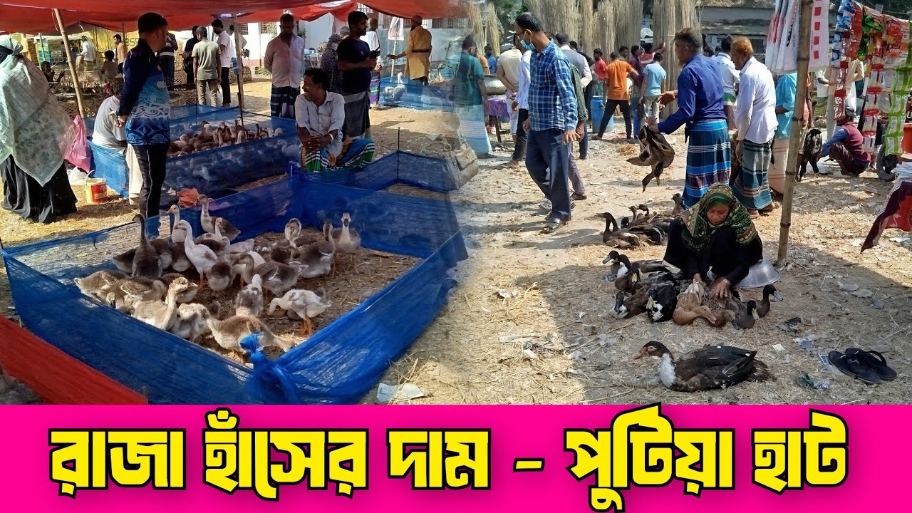 রাজা হাঁসের দাম। পুটিয়া হাট। নরসিংদী হাট। দেশি হাঁস মুরগি। ফেন্সি মুরগি। Putiya hat.norsondi hat.