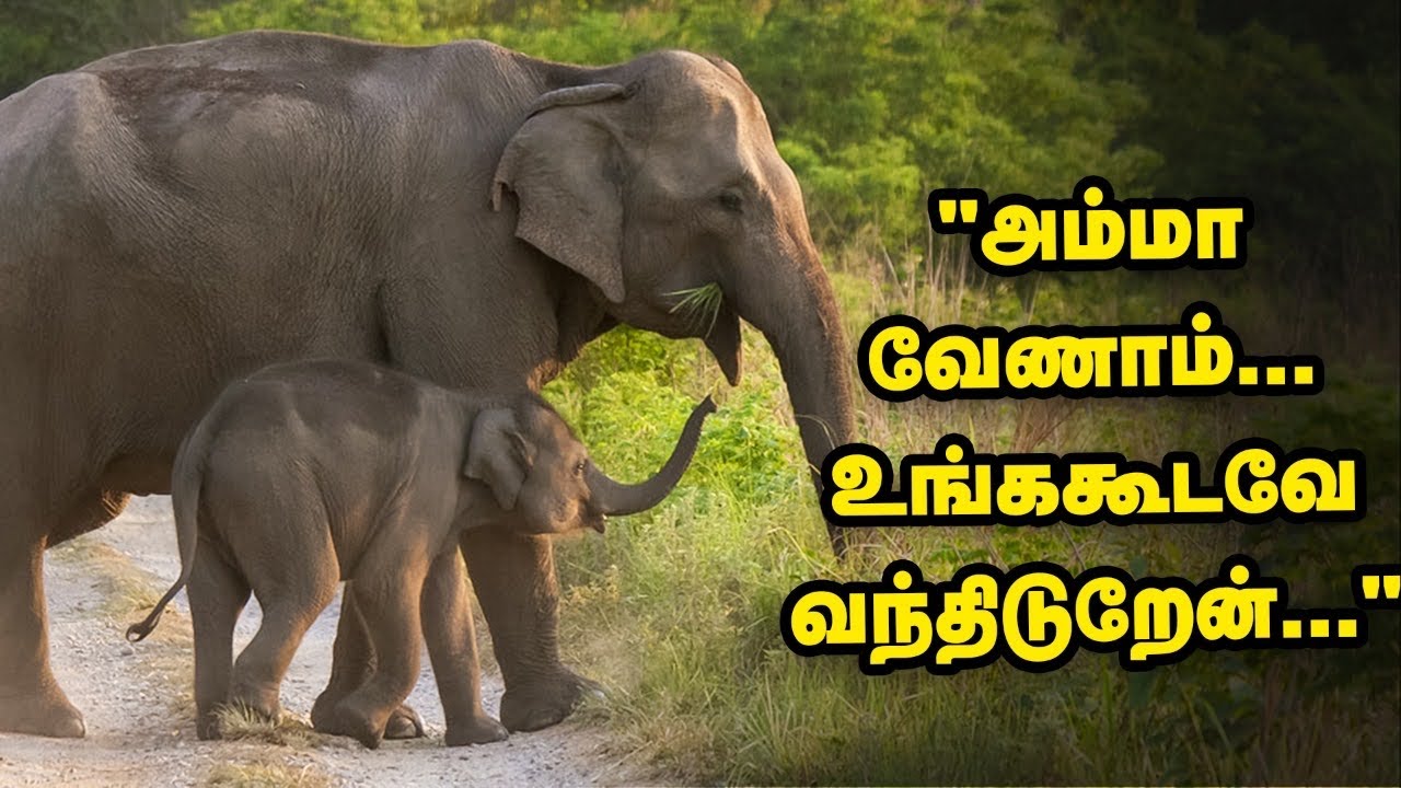 Nilgiris Elephant Calf | வனக்காவலர்களுடன்தான் செல்வேன் - அடம்பிடித்த குட்டி யானையின் சுட்டித்தனம்