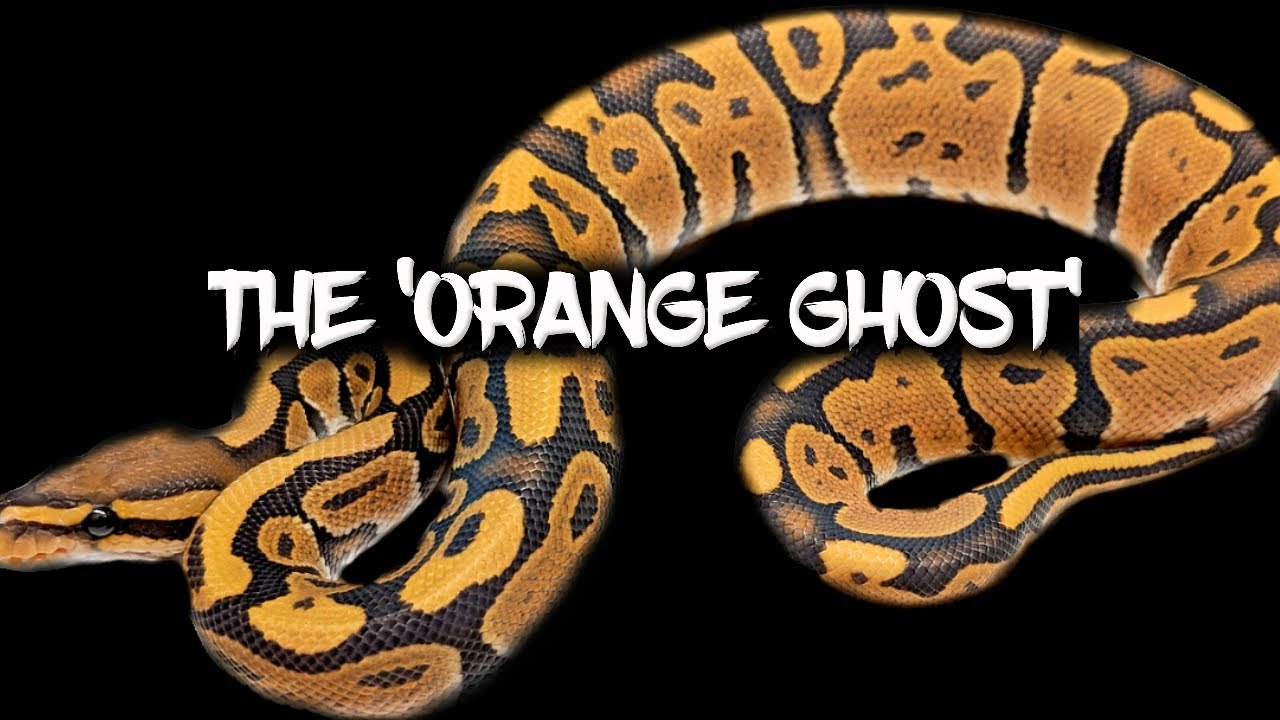 The Orange Ghost Ball Python