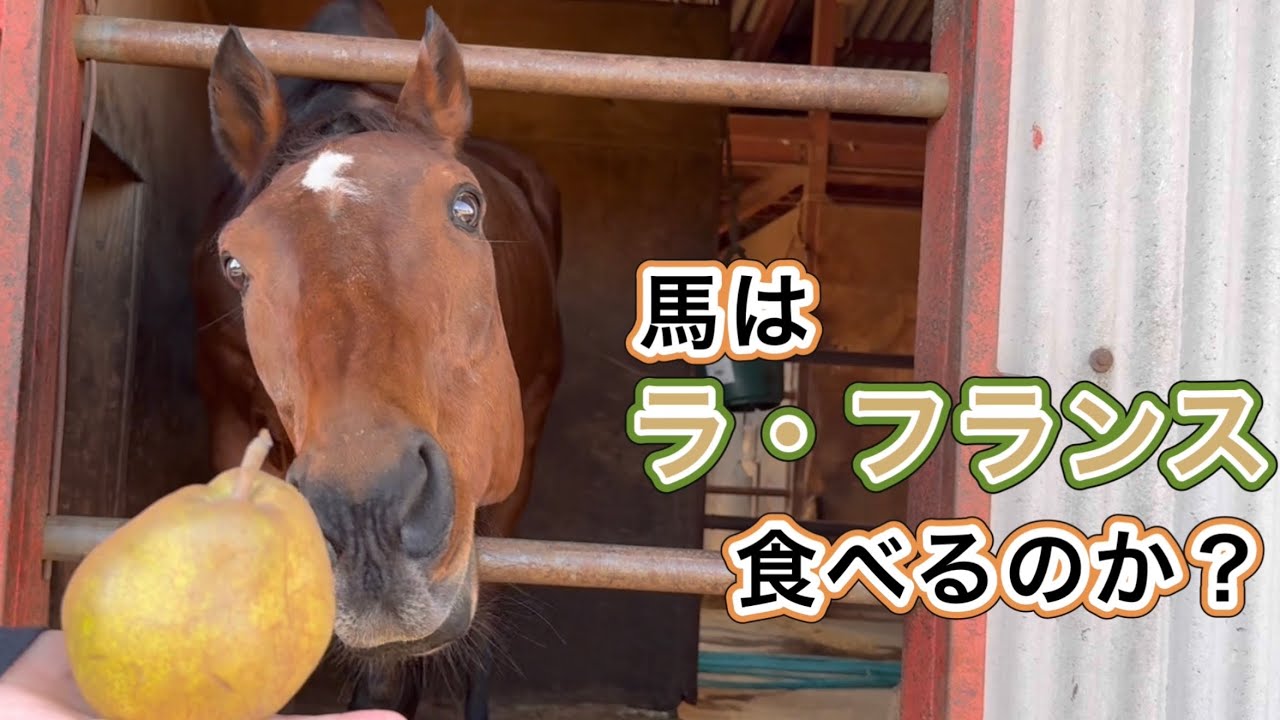 馬はラ・フランス　食べるのか？　#引退馬 #horse #馬 #なみあし会 #ラフランス