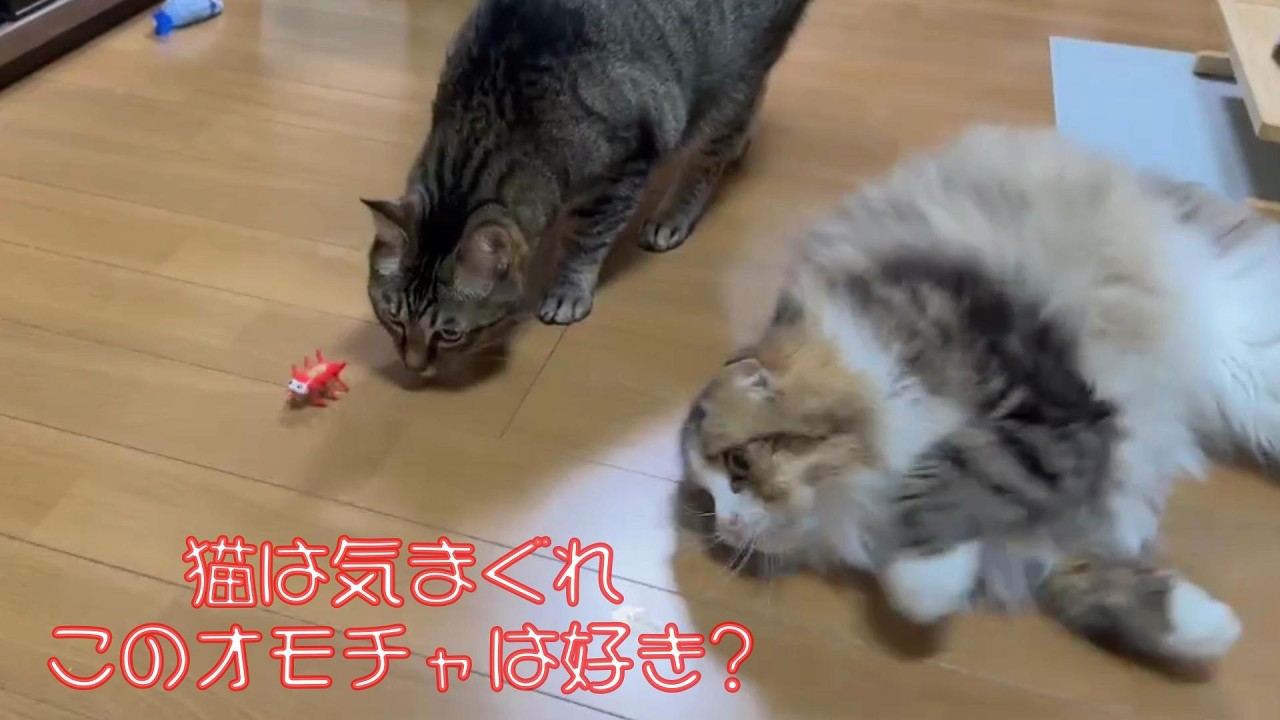 【前編】虫のおもちゃで猫たちは遊ぶかな? #猫が遊ぶ #猫にマタタビ #猫のオモチャ