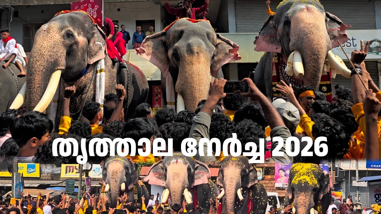 സീൻ 😮‍💨🥵| Thrithala Nercha 2026| Puthupally keshavan, Sadhu| Thiruvambadi chandrashekharan 