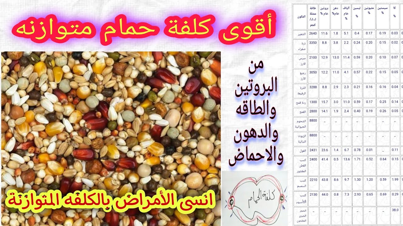 أقوى كلفة حمام |متوازنه غنية بالبروتين والطاقه والدهون والاحماض المناسبه|وإذا قصرت فيها الحمام هيمرض