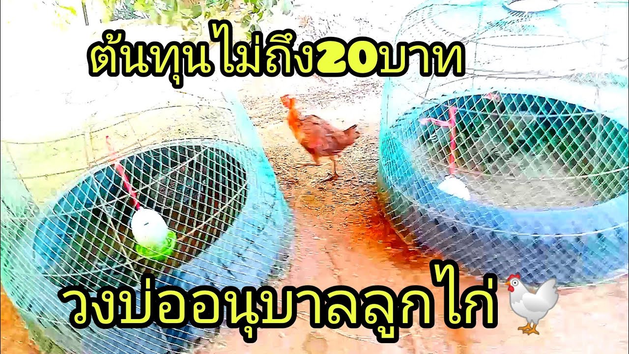 วงบ่ออนุบาลลูกไก่ ต้นทุนไม่ถึง20บาท เลี้ยงไก่ฤดูหนาว อนุบาลลูกไก่ช่วงอากาศหนาว