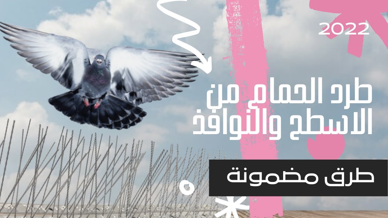 طرق طرد الحمام (طرد الطيور) المزعجة من الشبابيك والاسطح بدون اي تكلفة