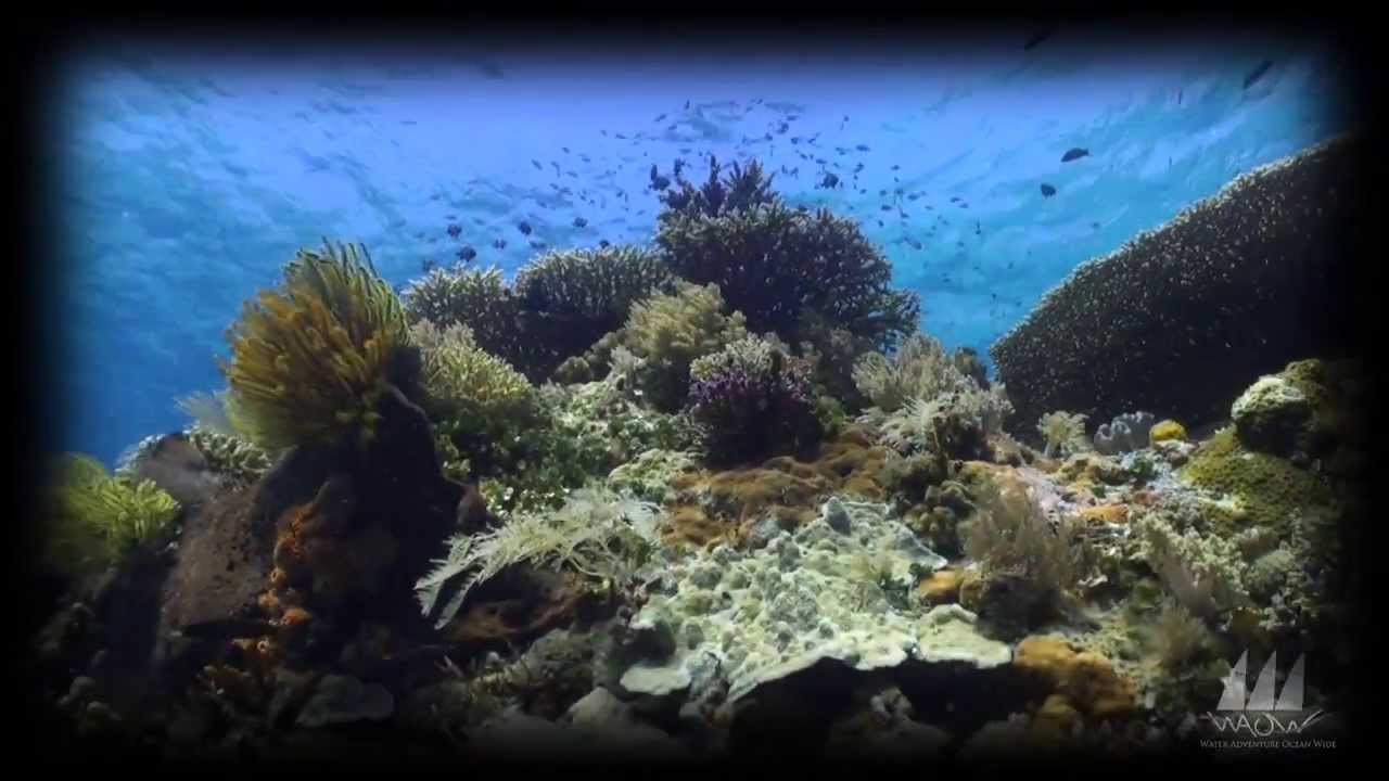 WAOW Indonesia - Diving in Alor