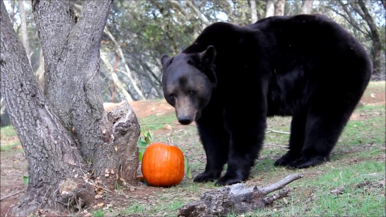 Halloween Treats for Ben the Bear