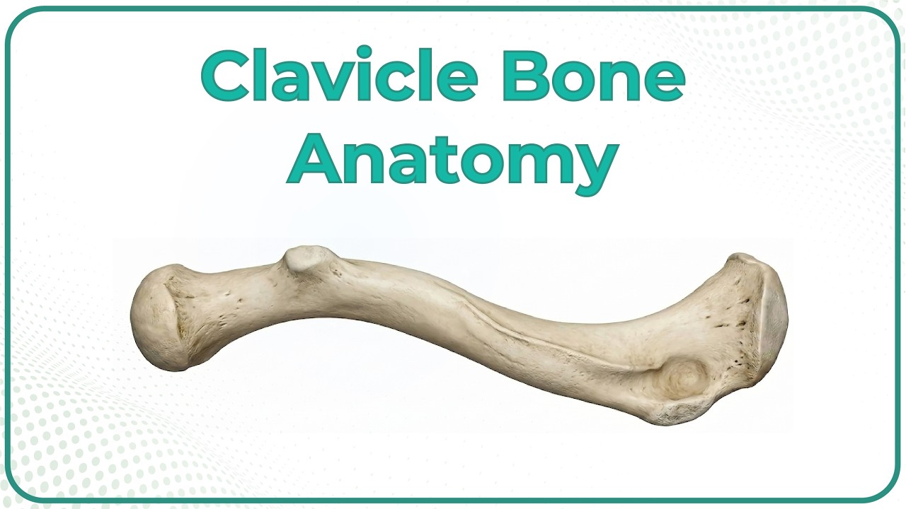 Clavicle Bone Anatomy: Bony Landmarks and Articulations, Functions, Attachments, Clinical aspects