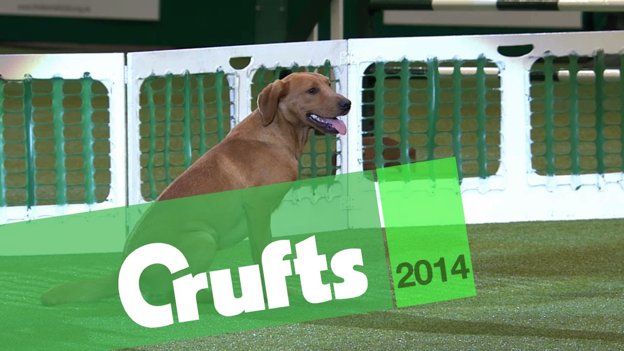 Gundog Display | Kipperidge Gundogs | Crufts 2014