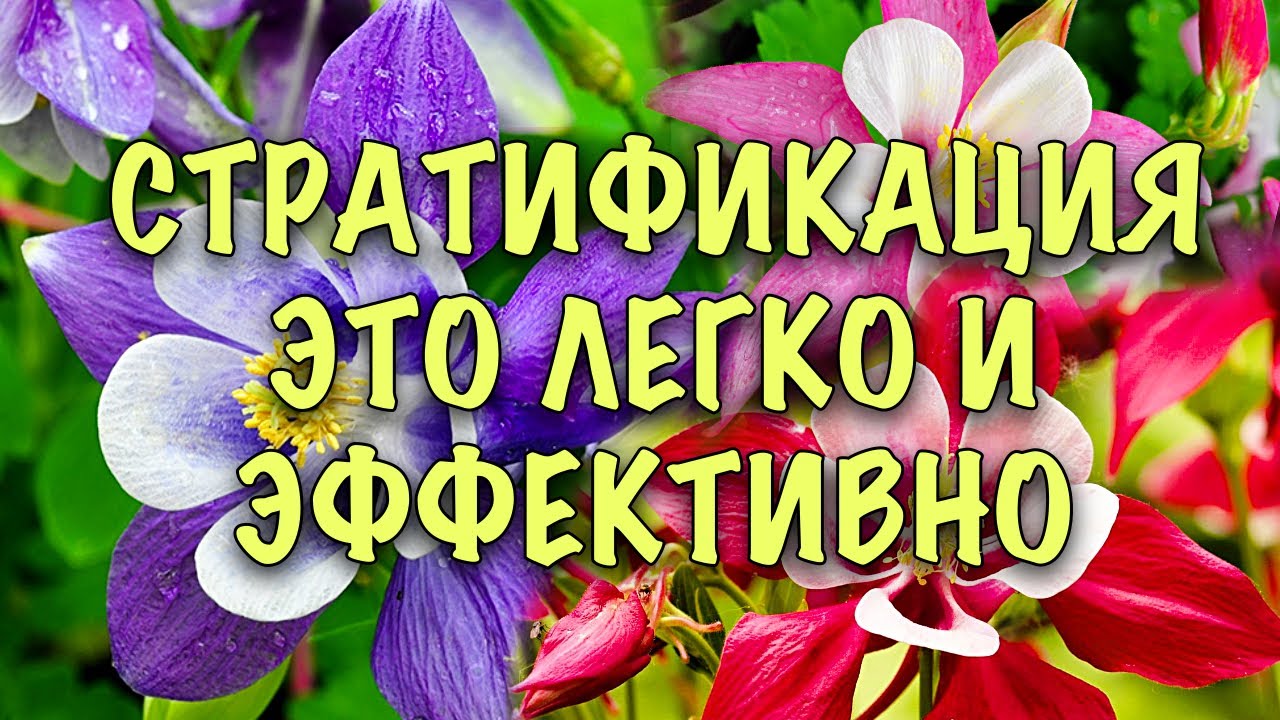 АКВИЛЕГИЯ ИЗ СЕМЯН. Сеем ПРАВИЛЬНО и ОНА ВЗОЙДЁТ. СЕКРЕТЫ СТРАТИФИКАЦИИ,