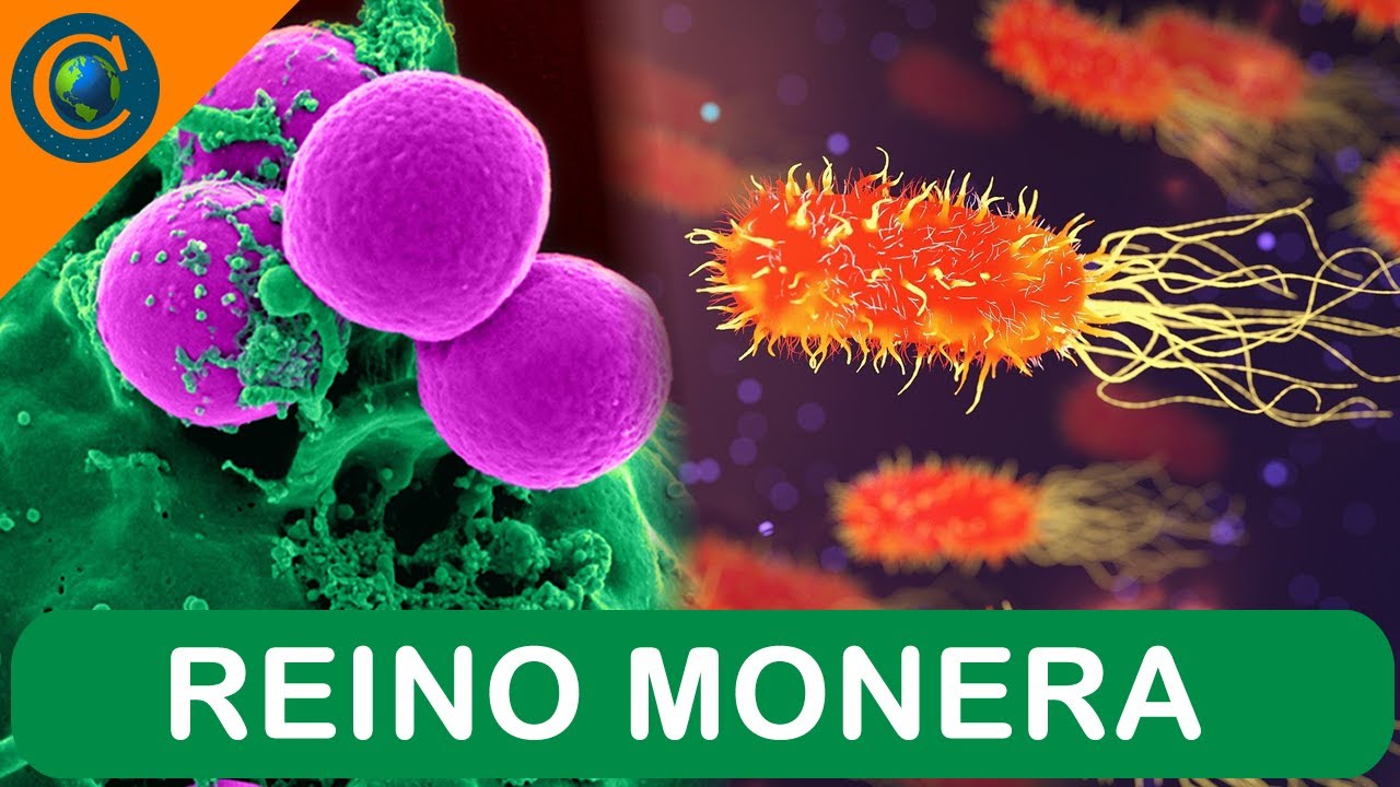 REINO MONERA