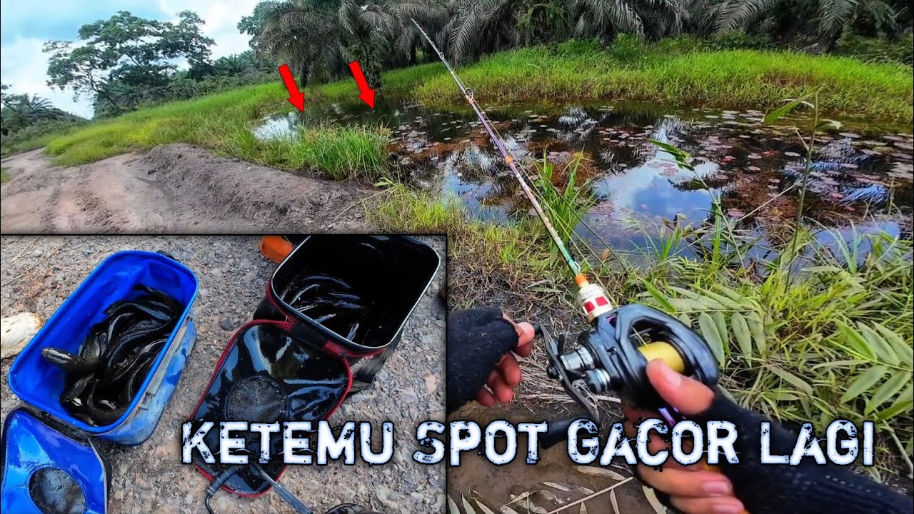 Gak Disangka Air Jernih Banyak Ikan Gabusnya‼️