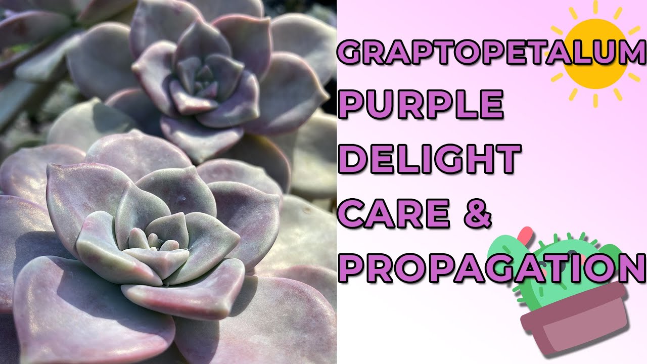 Graptopetalum Purple Delight Care & Propagation
