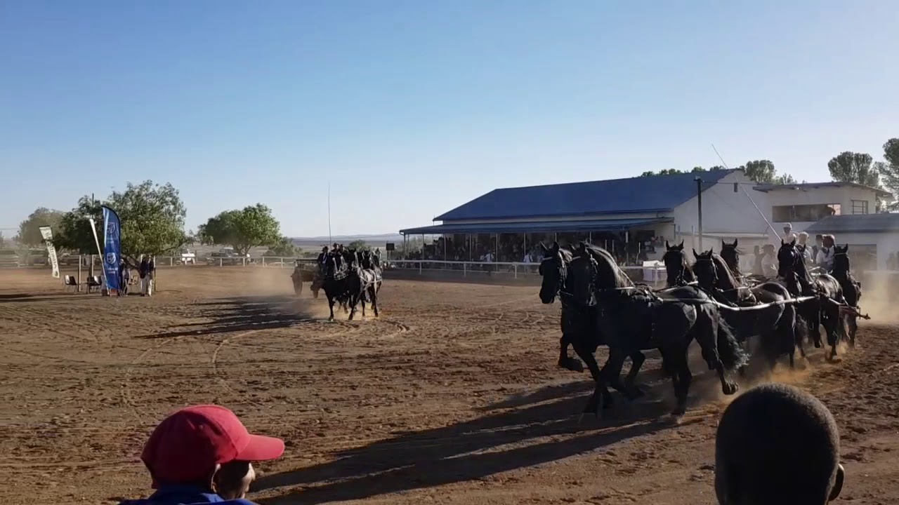 Williston Skou 2018 Perde