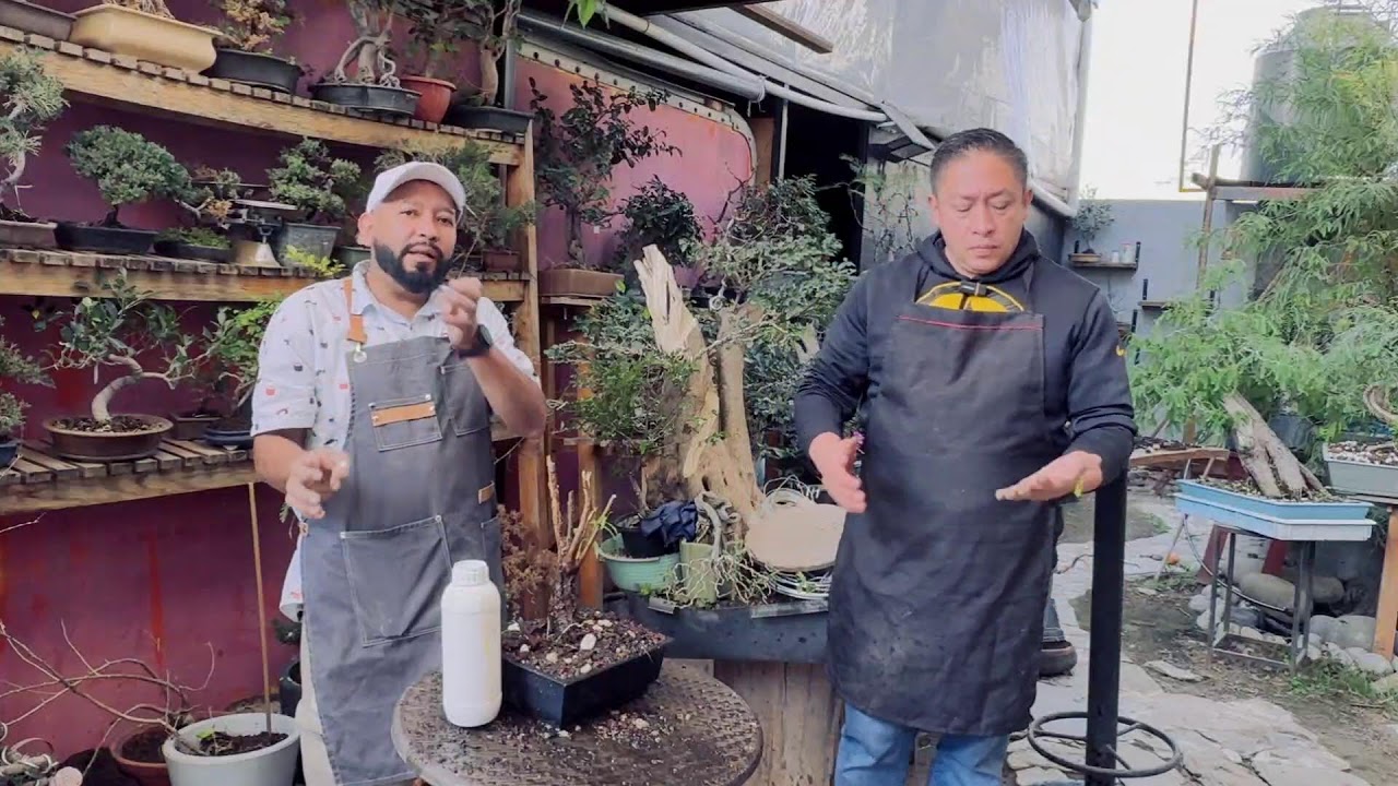 Bonsai & Vintage Programa #20 Alambrado Madera Muerta y Trasplante