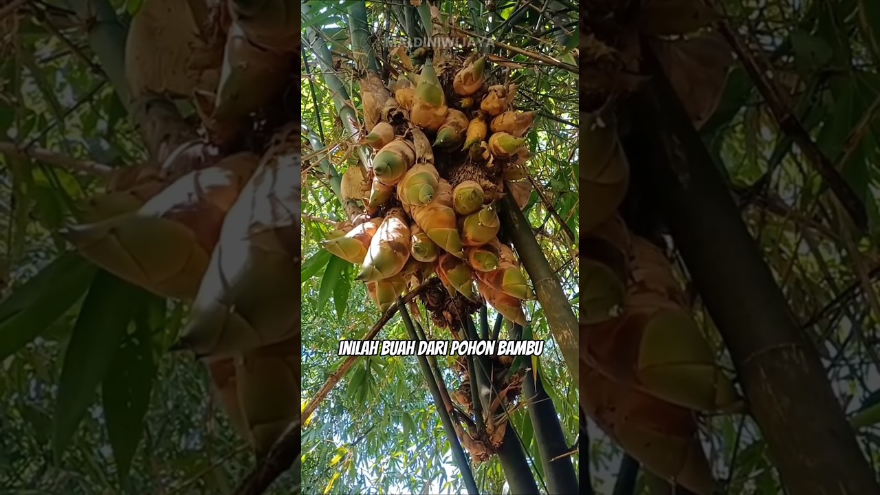 PERCAYAKAH KALIAN BAMBU MEMILIKI BUAH 😱