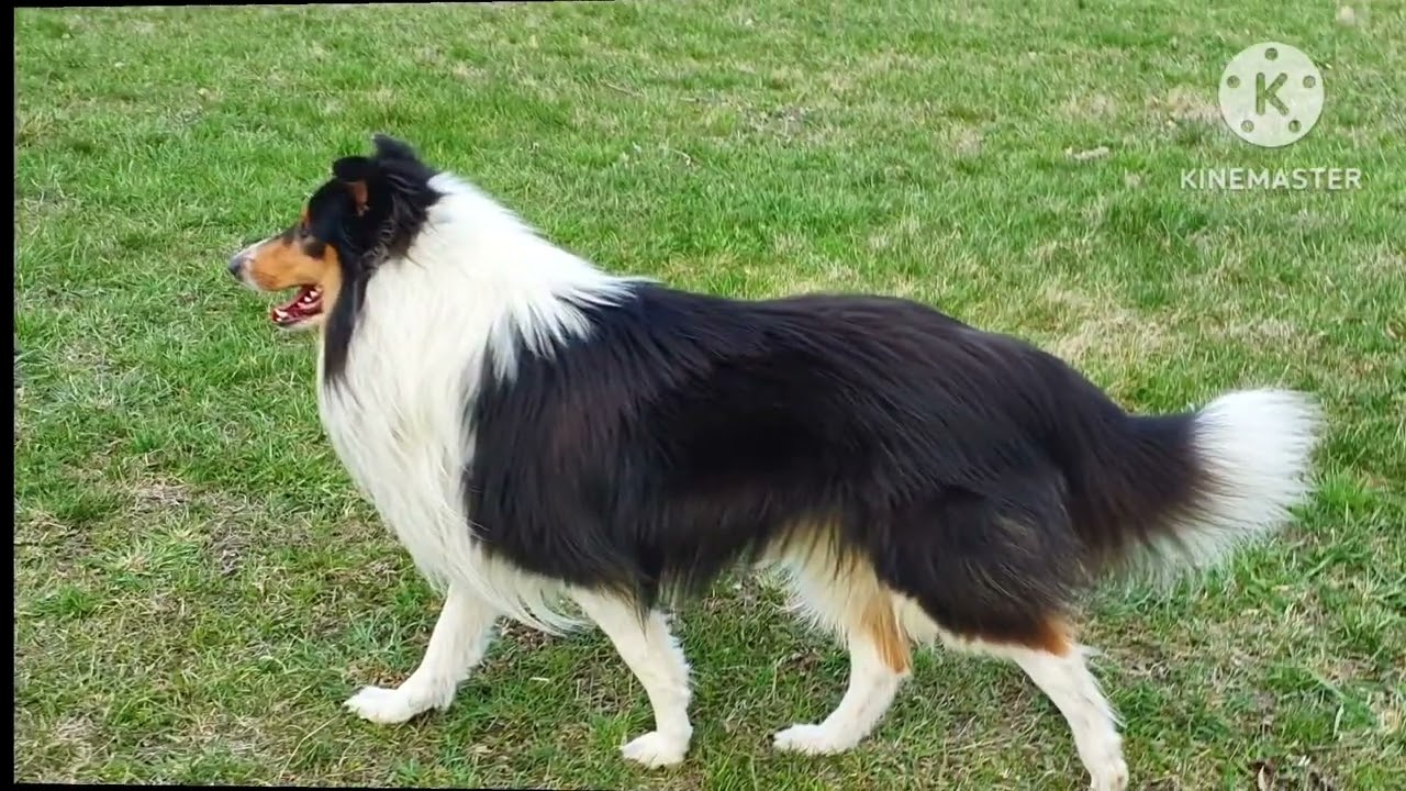 7. Burzeltag -American Collie King Kenny 