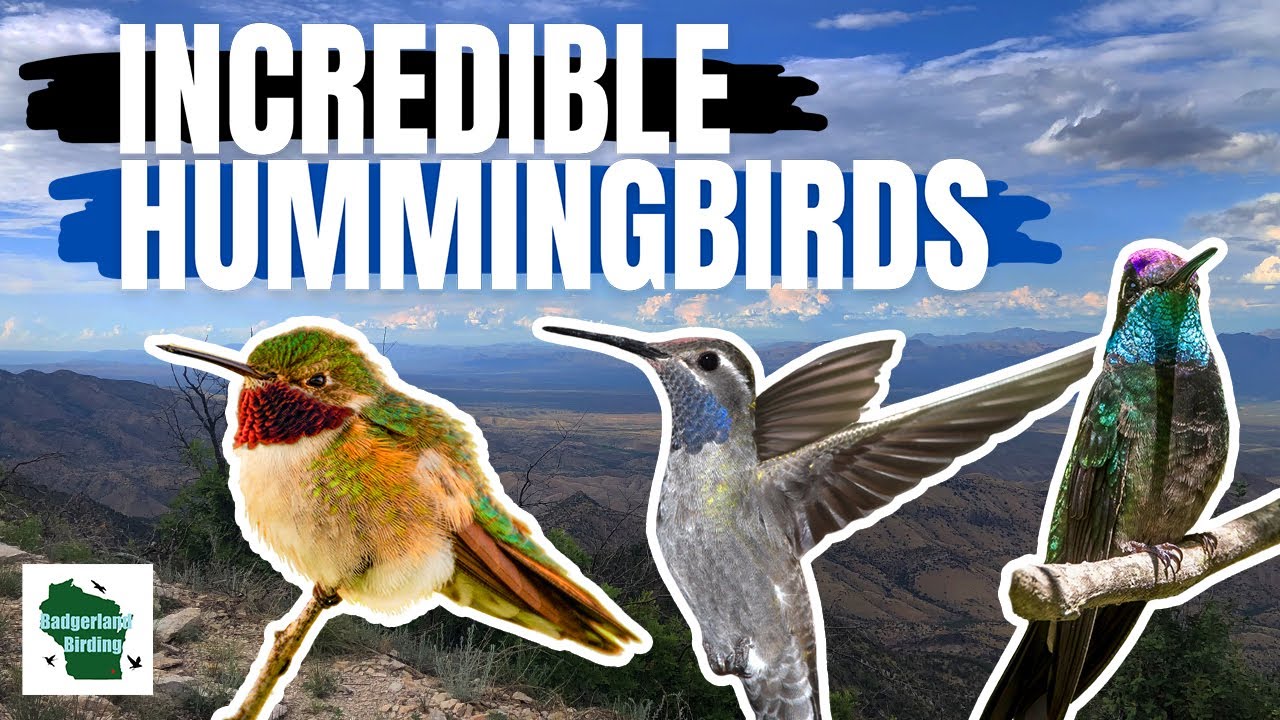 INCREDIBLE High-Altitude Hummingbird Search on Mount Lemmon (Arizona)