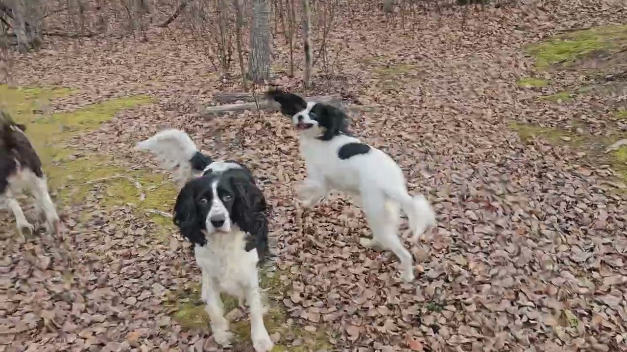 We are Back! It's Sunday Saunter time for Sherpa & all the fur babies that have gained their wings.