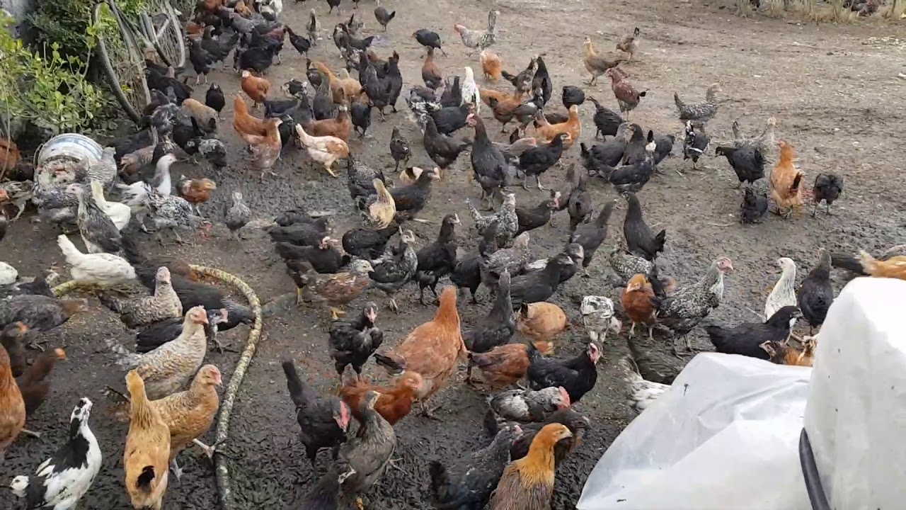 Zogj fushe fshati Lushnje