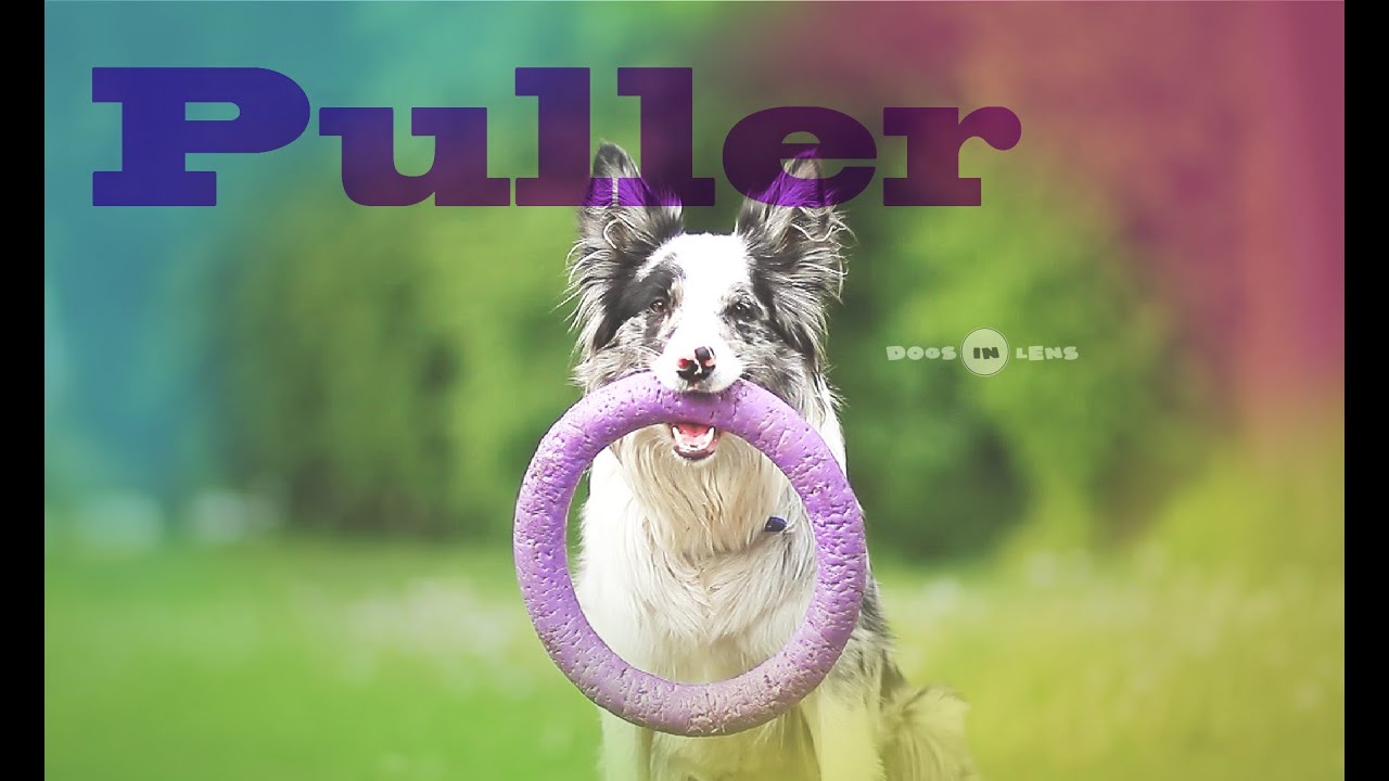 Border collie test: PULLER!