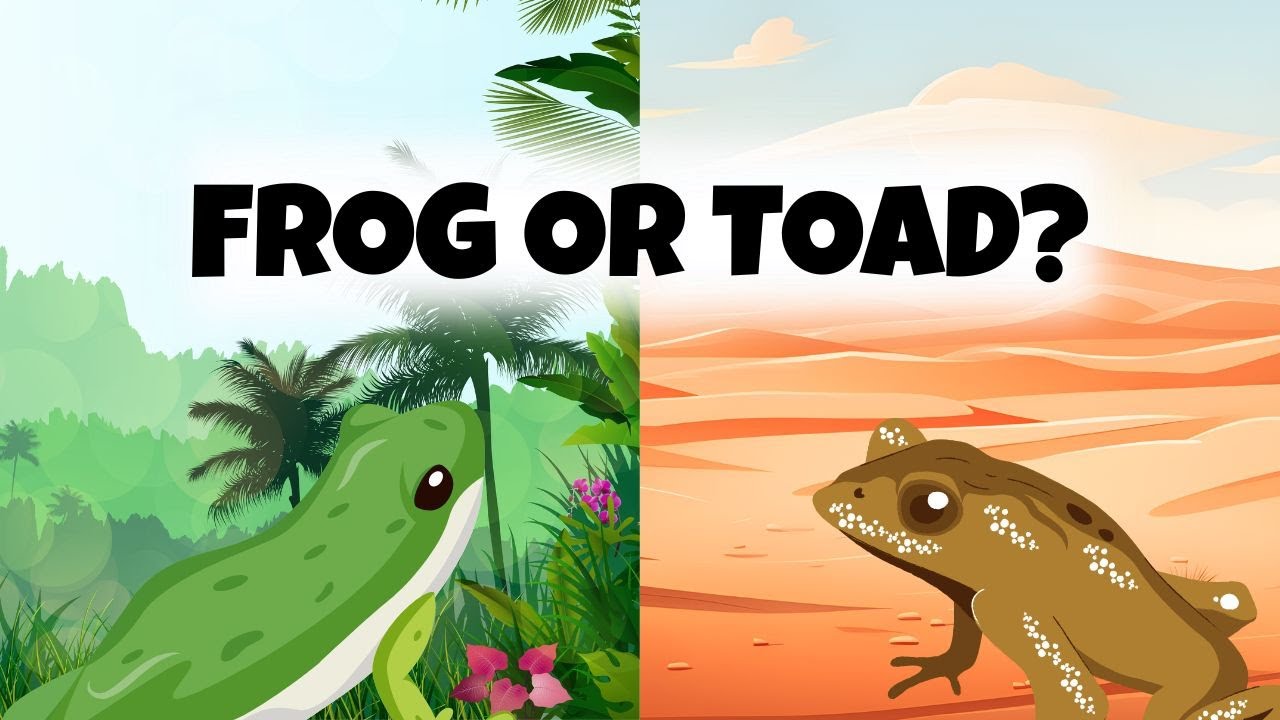 Frogs vs. Toads! 🐸 What’s the Difference?
