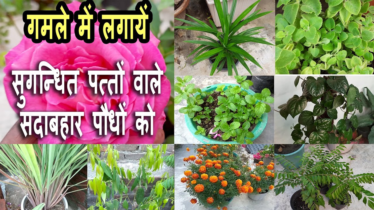 Top rated evergreen aromatic houseplants||गमलों में उगाएं सुगन्धित पत्तों वाले सदाबहार पौधे