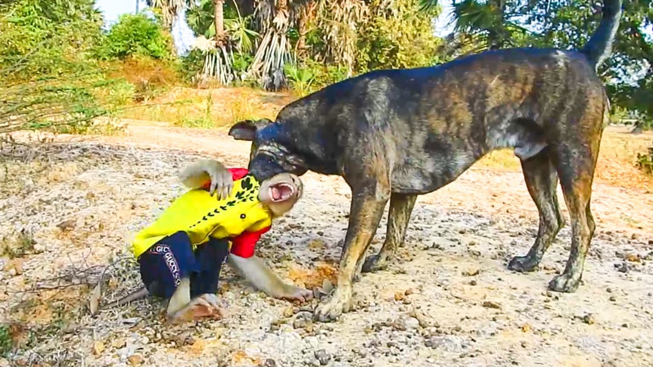 Help Me ! Pao Bite SokYaa Safety Until Frighten