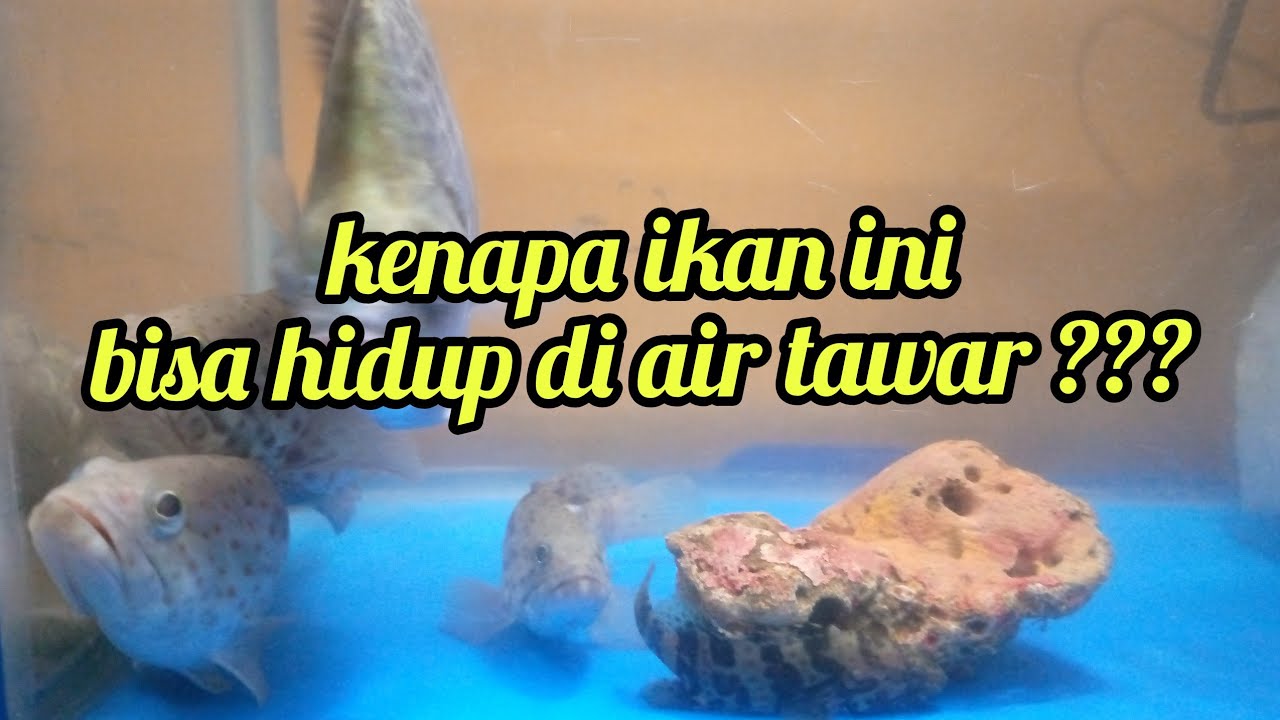 CARA AMPUH MEMBUAT IKAN AIR ASIN INI BISA HIDUP BERTAHAN LAMA DI AIR TAWAR