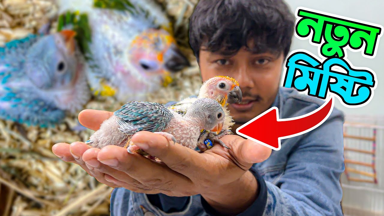 টিয়া পাখি এনেছি নতুন একটা 😍